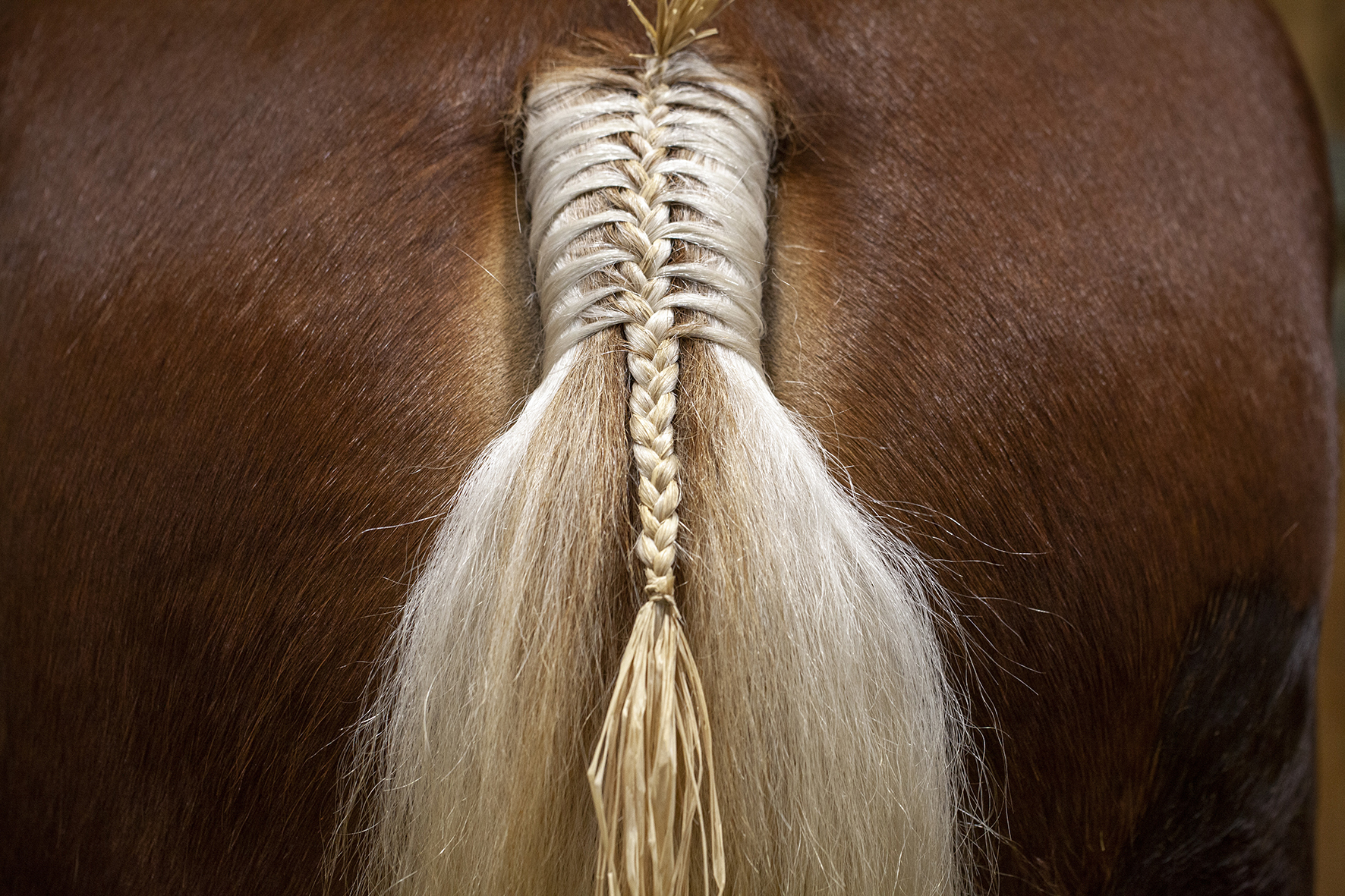 Salon de l'agriculture 2020 - Photo © David Cesbron