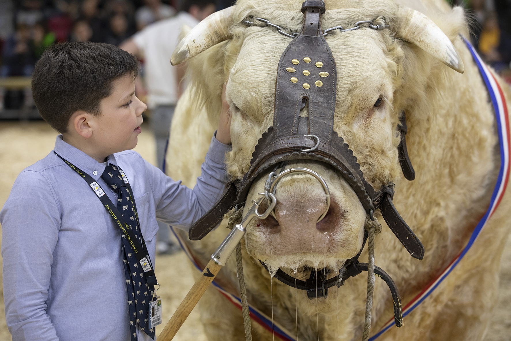 Salon de l'agriculture 2020 - Photo © David Cesbron