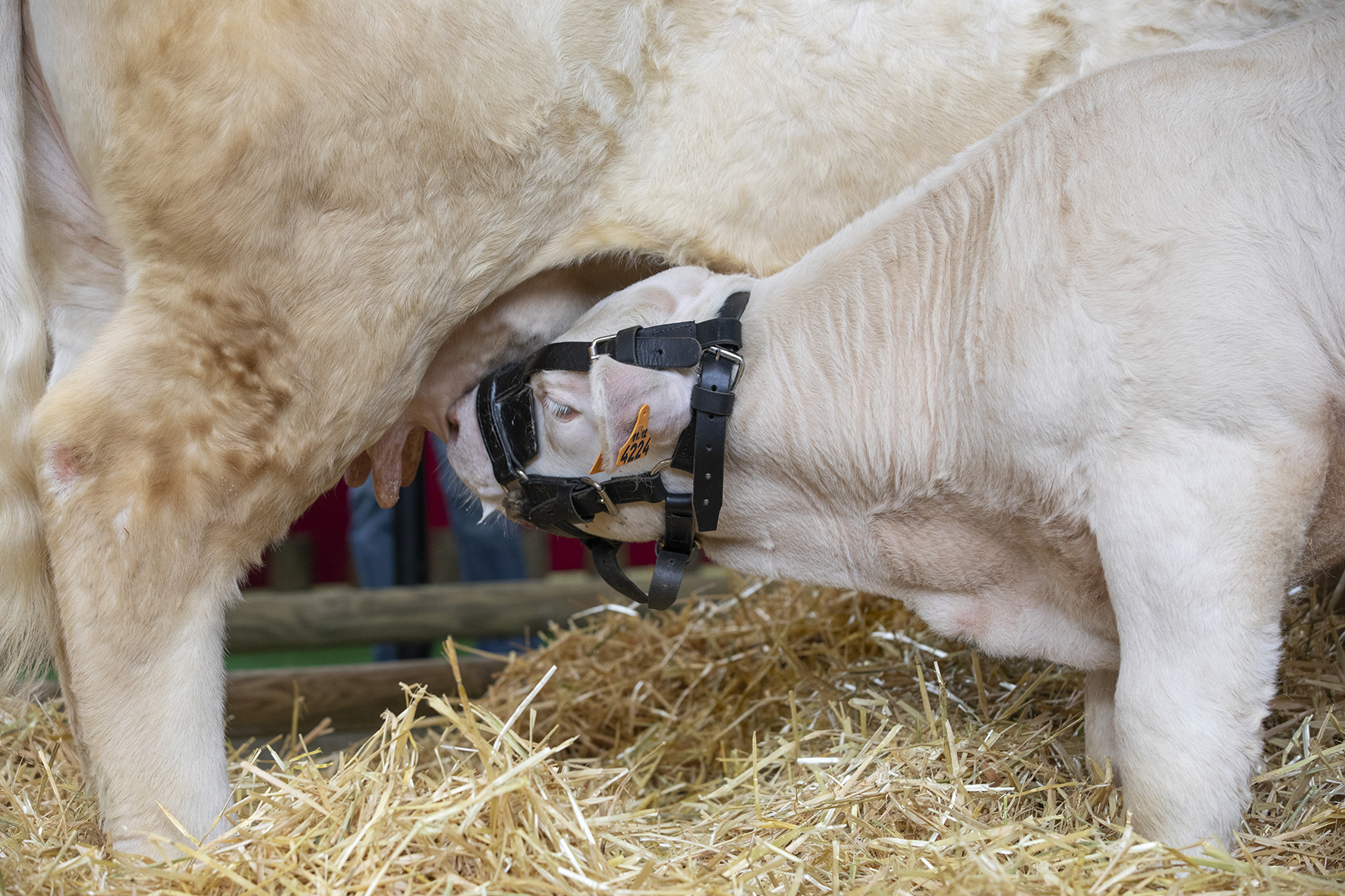 Salon de l'agriculture 2020 - Photo © David Cesbron
