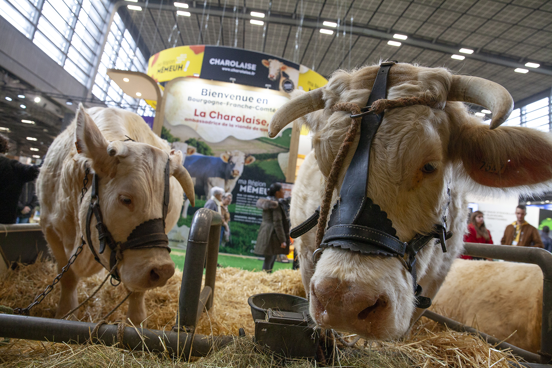 Salon de l'agriculture 2020 - Photo © David Cesbron