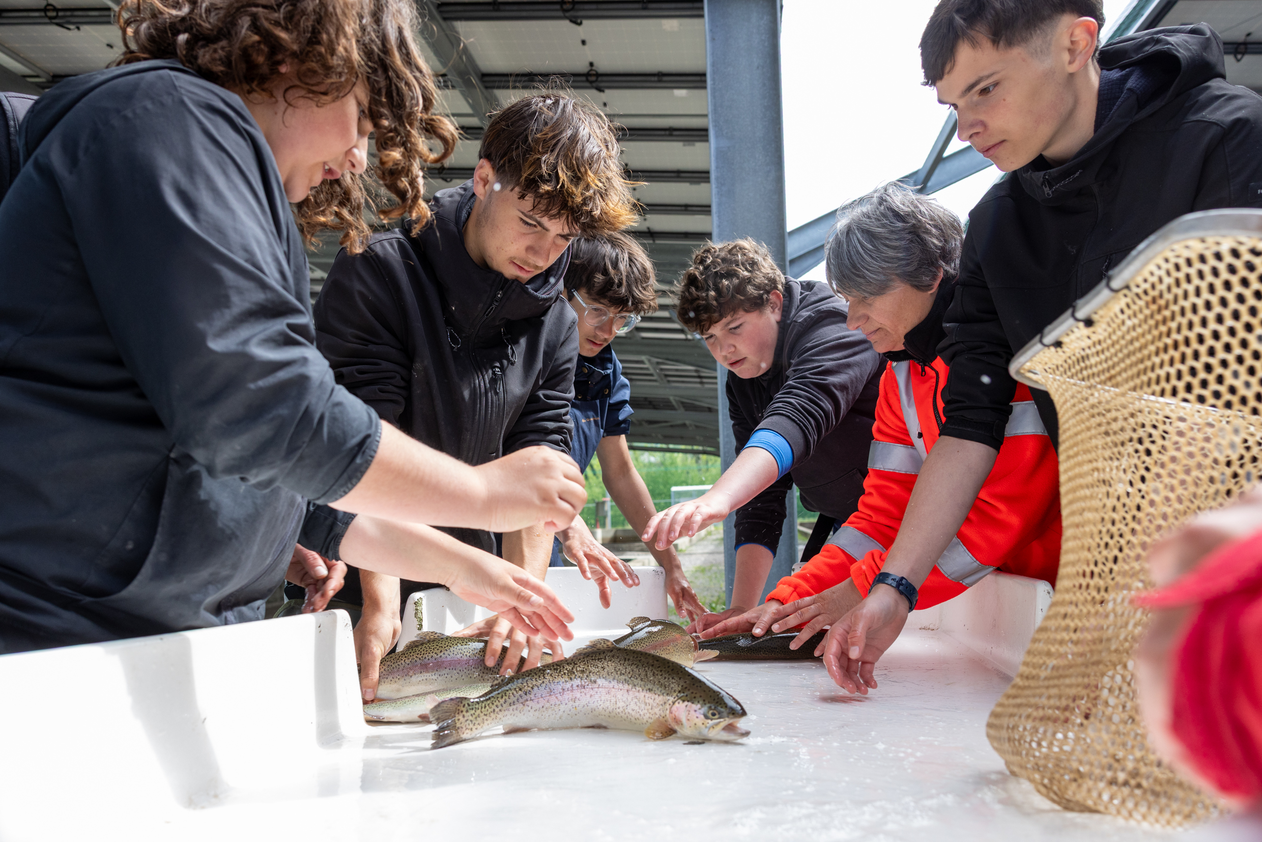 Les élèves de seconde du lycée agricole du Morvan, à Château-Chinon (58), apprennent à trier les truites arc-en-ciel en fonction de leur calibre - Photo Xavier Ducordeaux