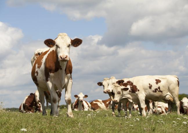 Agriculture : Vaches