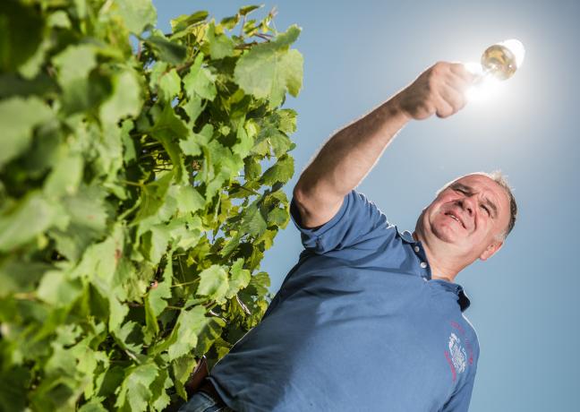 Henri-Xavier Guillaume, pépiniériste et vigneron à Charcenne ( 70) - Photo William Beekman