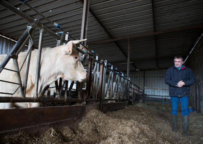 Eric Lacombre possède 120 hectares de prés et 80 bêtes, à Ternant - Photos Emmanuelle Baills