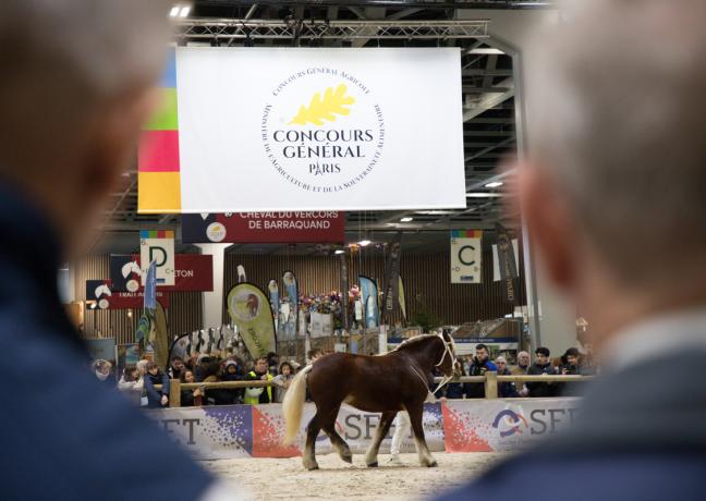 Concours général agricole du cheval de Trait au SIA, mercredi 1er mars 2023 - Photo Emmanuelle Baills
