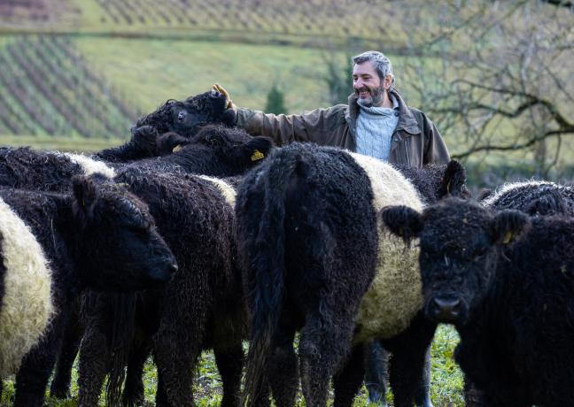 Elevage de vaches de race Galloway, chez Emmanuel Rizzi à Domblans (39) - Photo © Xavier Ducordeaux