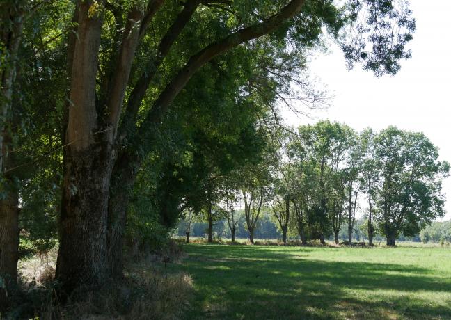 Les haies végétales ont prouvé leurs bienfaits pour limiter le réchauffement climatique, ici l'une de celle primée lors du concours - Photo DR