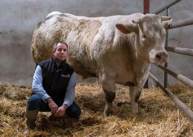 Guillaume Mateuil élève des vaches en AOP « Bœuf de Charolles » depuis 20 ans.