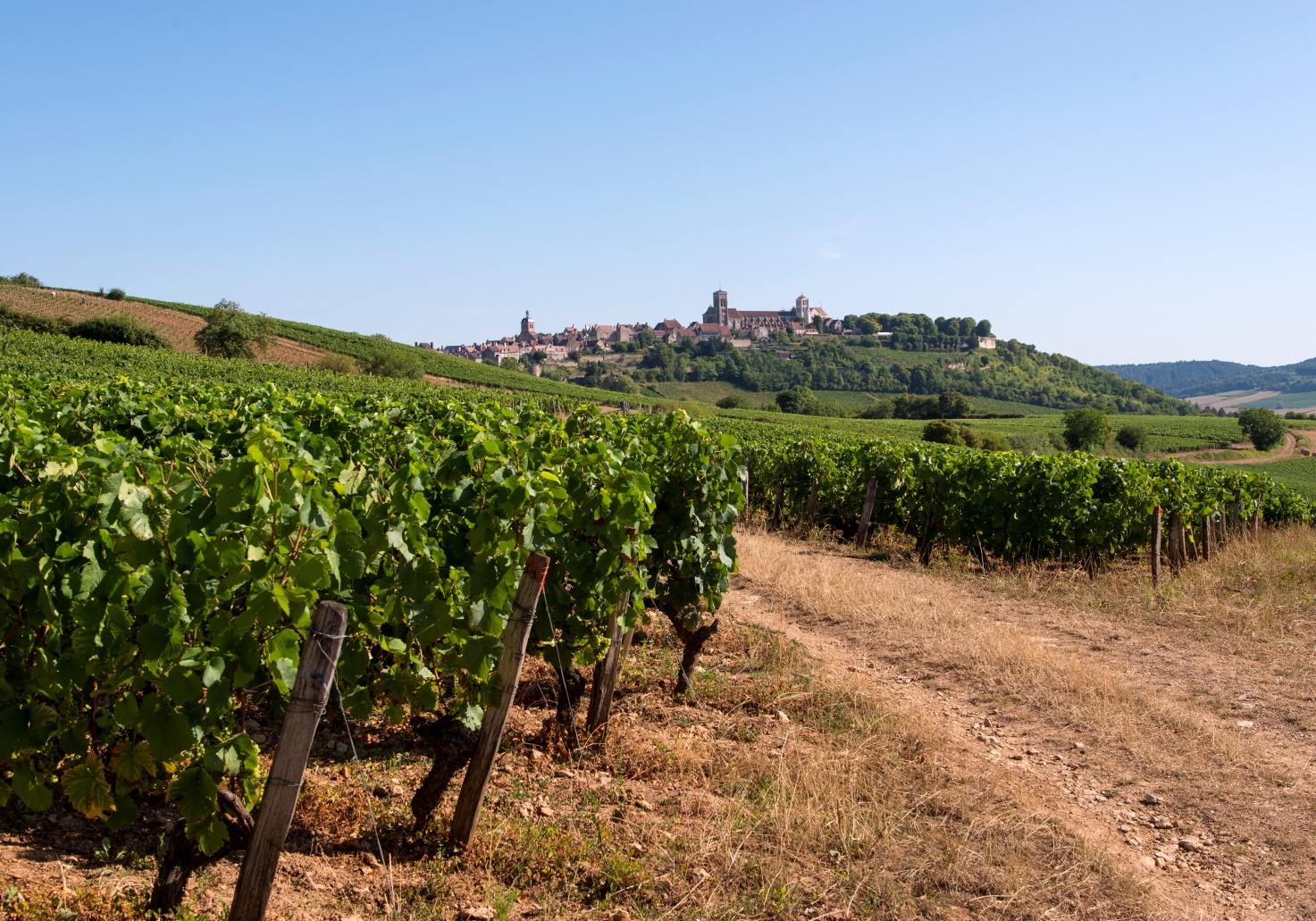 Vignoble de Vézelay - Crédit Alain DOIRE / Bourgogne-Franche-Comté Tourisme