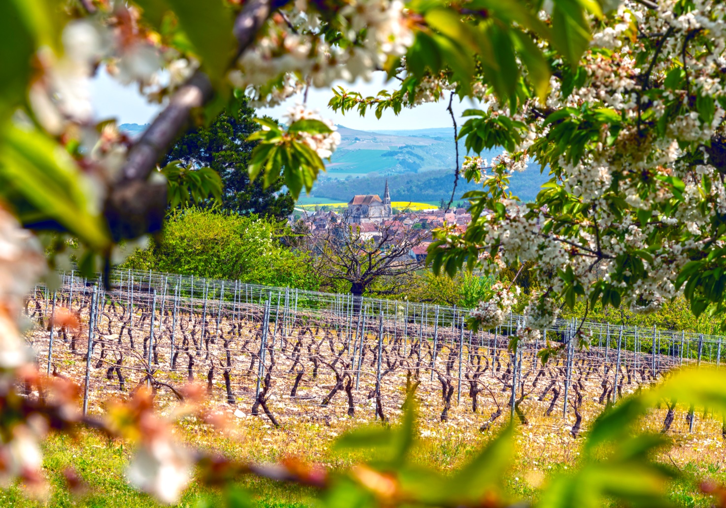 Vignoble de Coulanges la Vineuse - Crédit photo Alain DOIRE / Bourgogne-Franche-Comté Tourisme