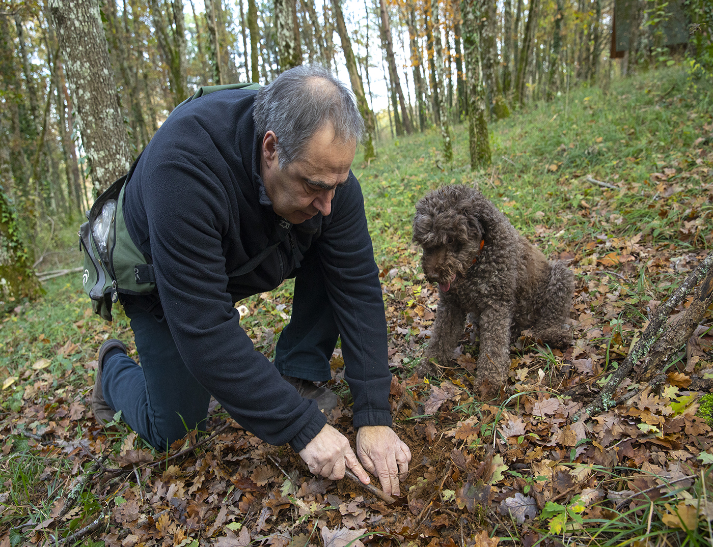 Parmi les expériences remarquables identifiées par la « Vallée de la Gastronomie - France® » : la démonstration cavage de truffes de Bourgogne, que nous avons testée pour vous ! -  - Crédit photo Région Bourgogne-Franche-Comté / David Cesbron