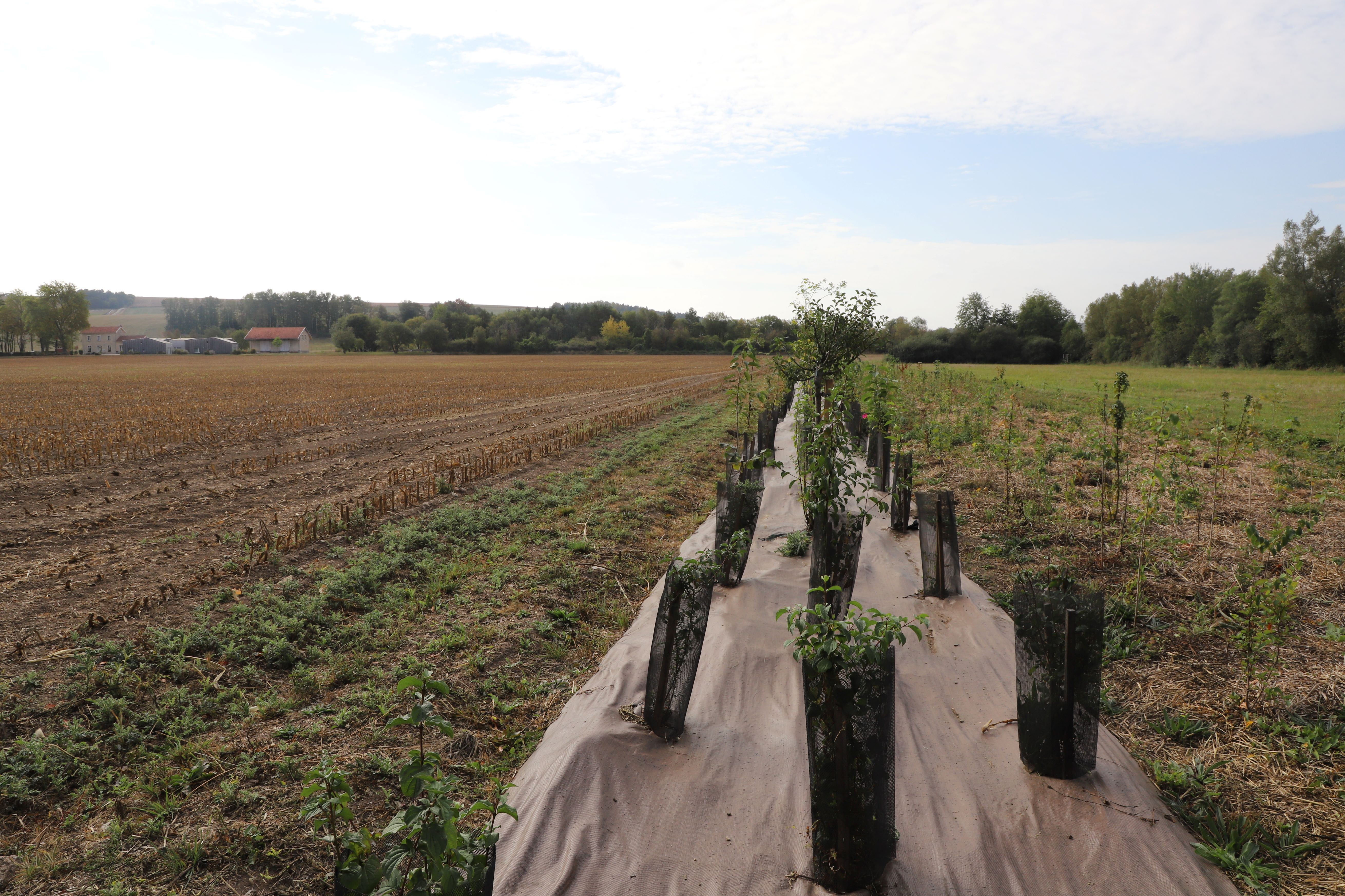 Plateforme agroforestière à Leuglay (21) - Crédit Photo Région Bourgogne-Franche-Comté