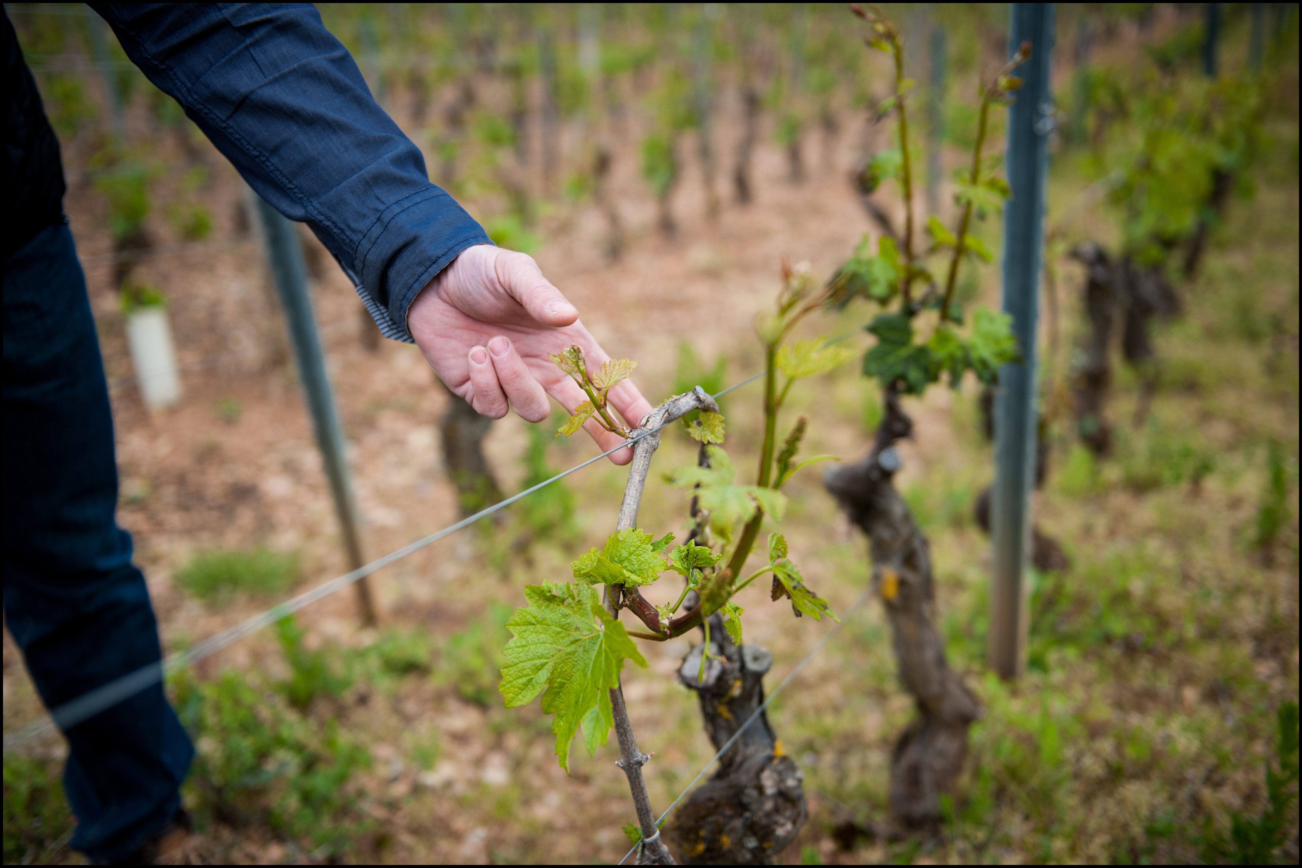 Vignoble de la Roche Vineuse - Crédit Photo Bruno Le Hir de Fallois