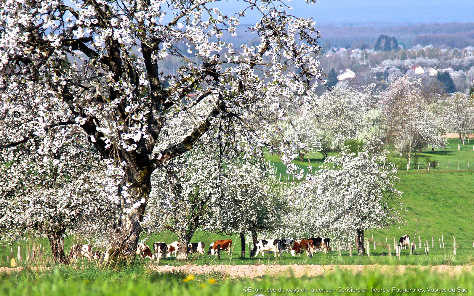 Chaque printemps, à Fougerolles, quelque 10 000 cerisiers en fleurs transforment ce petit bout de Haute-Saône en contrée japonaise, les montbéliardes en plus - Photo ©Ecomusée du pays de la cerise