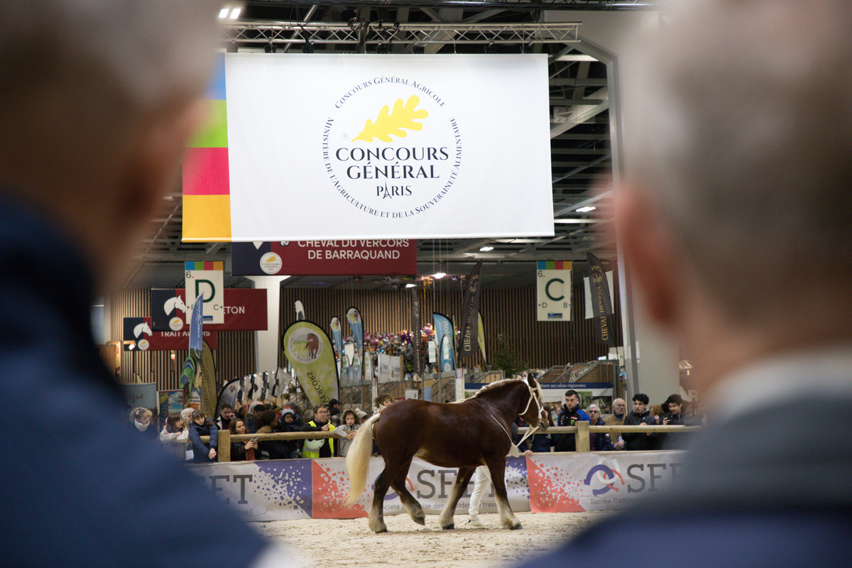 Concours général agricole du cheval de Trait au SIA, mercredi 1er mars 2023 - Photo Emmanuelle Baills