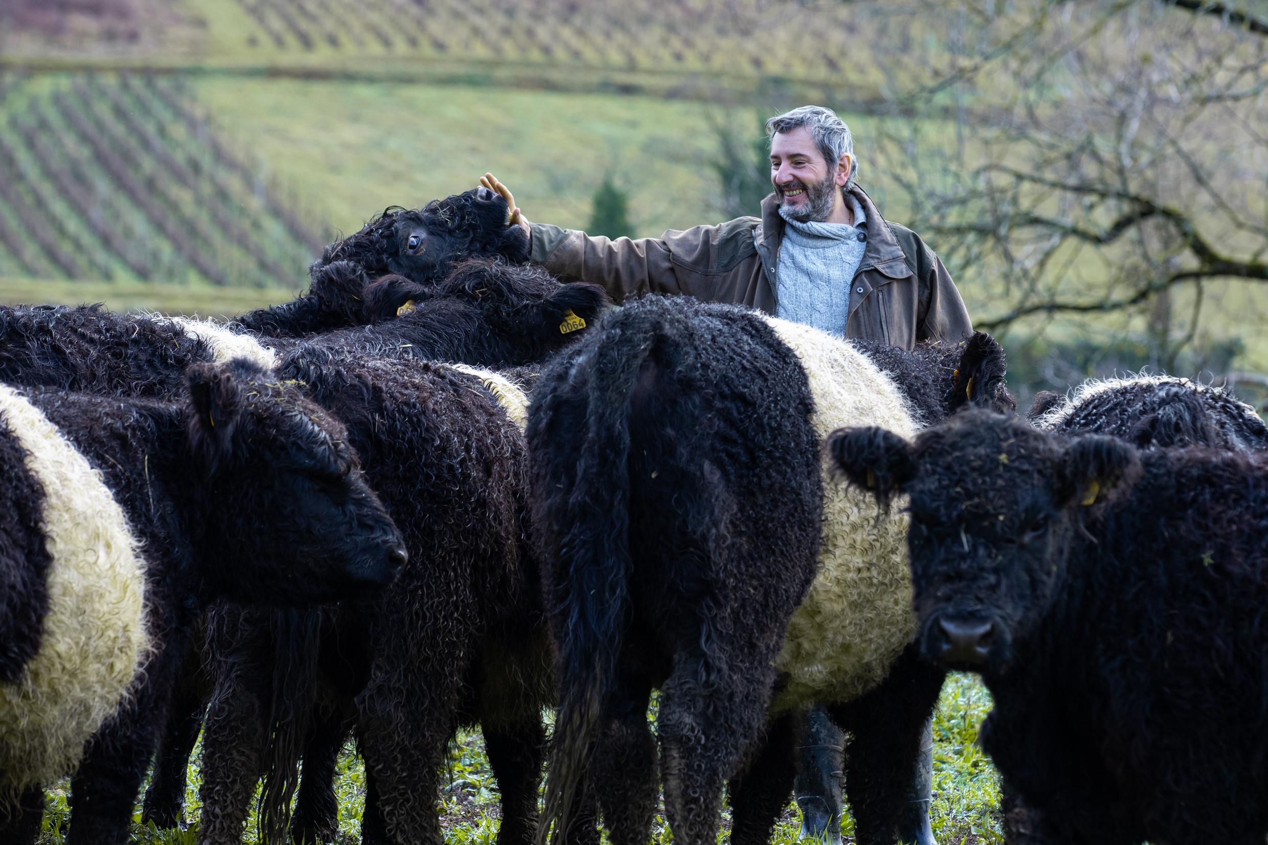 Elevage de vaches de race Galloway, chez Emmanuel Rizzi à Domblans (39) - Photo © Xavier Ducordeaux