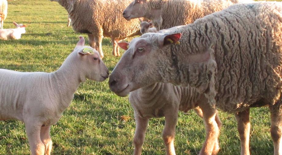 Mouton - Crédit © OS Mouton Charolais