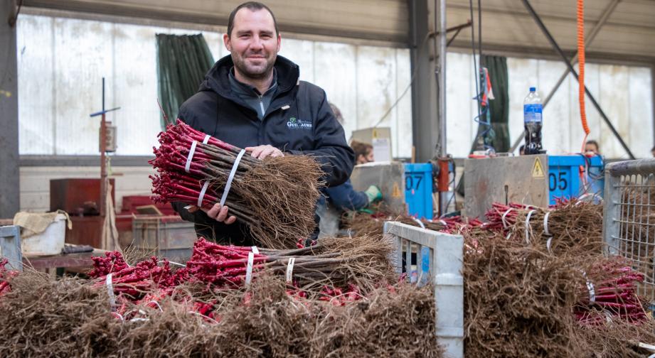 Directeur de la stratégie des pépinières Guillaume (70), François Guillaume travaille sur l’adaptation de la vigne aux changements climatiques - Photo Région Bourgogne-Franche-Comté Xavier Ducordeaux