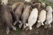 Baptiste Bernard et Emilie Jarrot font naître et élèvent des cochons à Chargey-lès-Gray (70) - Crédit photo Région Bourgogne-Franche-Comté / David Cesbron