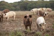 Baptiste Bernard et Emilie Jarrot font naître et élèvent des cochons à Chargey-lès-Gray (70) - Crédit photo Région Bourgogne-Franche-Comté / David Cesbron