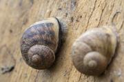 Brigitte Muller élève des dizaines de milliers d'escargots à Essert (90) - Crédit photo Région Bourgogne-Franche-Comté / David Cesbron