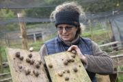 Brigitte Muller élève des dizaines de milliers d'escargots à Essert (90) - Crédit photo Région Bourgogne-Franche-Comté / David Cesbron