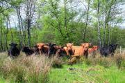 Tourbières du Morvan - S. Blaysat