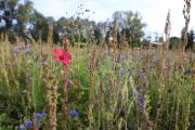 Des aménagements qui devraient faire le bonheur des insectes pollinisateurs - Crédit photo Région Bourgogne-Franche-Comté