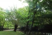 Les trognes ou arbres têtards comme ce saule sont taillés périodiquement pour fournir du bois et du fourrage. Les cavités créées par ces coupes (ou recépages) abritent une riche biodiversité - Crédit photo Région Bourgogne-Franche-Comté