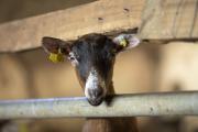 Chèvrerie Pardon, à la ferme de Tramayes dans les Monts du Mâconnais (71) - Photo Région Bourgogne-Franche-Comté David Cesbron