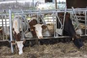 Ferme bio de They, à Sorans les Breurey (70), dirigée par Michel Devillairs - Photo Région Bourgogne-Franche-Comté David Cesbron