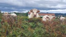 "Du pré à l'assiette", séjour immersif permettant de faire découvrir la filière de la viande charolaise et ses métiers - Photo DR