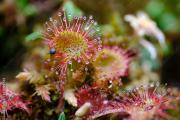 Drosera- Crédit photo AdobeStock