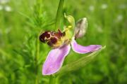Ophrys Apifera - Crédit photo pixabay