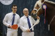 Finale des chevaux Comtois, mercredi 28 février 2024 au salon international de l’Agriculture - Photo Océane Lavoustet