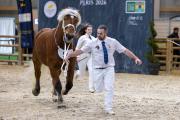 Concours général agricole des chevaux de trait 2026 - Photo Xavier DUCORDEAUX