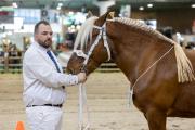 Concours général agricole des chevaux de trait 2026 - Photo Xavier DUCORDEAUX
