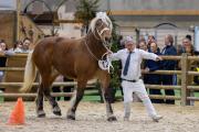Concours général agricole des chevaux de trait 2026 - Photo Xavier DUCORDEAUX
