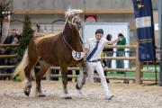 Concours général agricole des chevaux de trait 2026 - Photo Xavier DUCORDEAUX