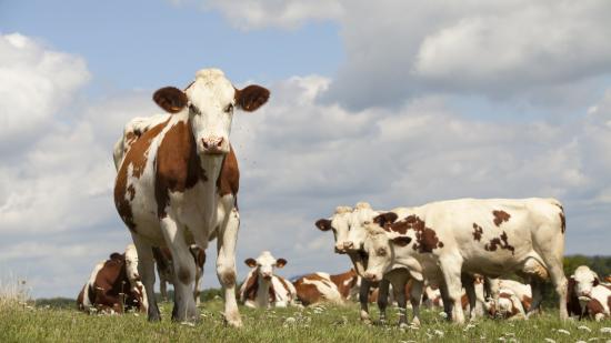 Agriculture : Vaches