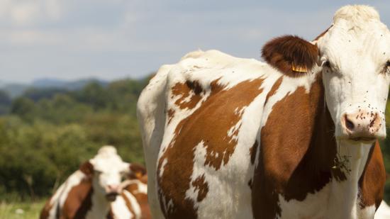 Vaches Montbéliardes - Crédit Région Bourgogne-Franche-Comté / David Cesbron