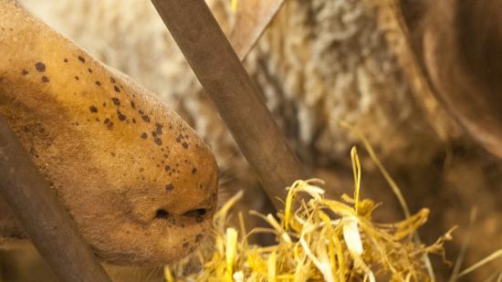 Salon international de l’agriculture - Crédit Région Bourgogne-Franche-Comté / David Cesbron