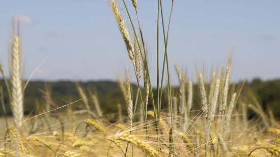 L'agriculture bio en Bourgiogne-Franche-Comté - ©DavidCesbron