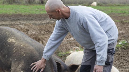 Baptiste Bernard et Emilie Jarrot font naître et élèvent des cochons à Chargey-lès-Gray (70) - Crédit photo Région Bourgogne-Franche-Comté / David Cesbron
