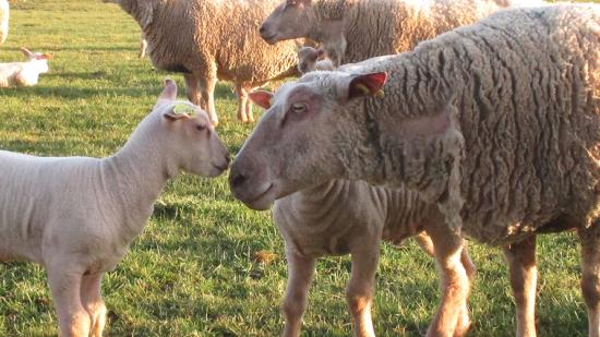 Mouton - Crédit © OS Mouton Charolais