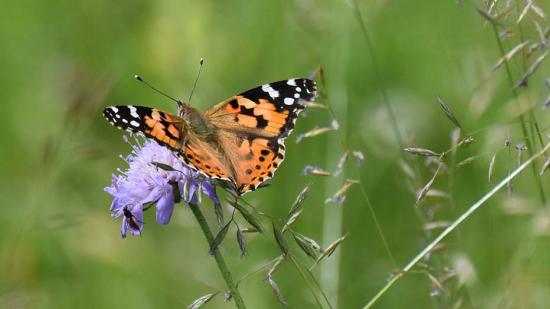 RNR Savoureuse - Papillon Belle-Dame - Nadine Enderlin