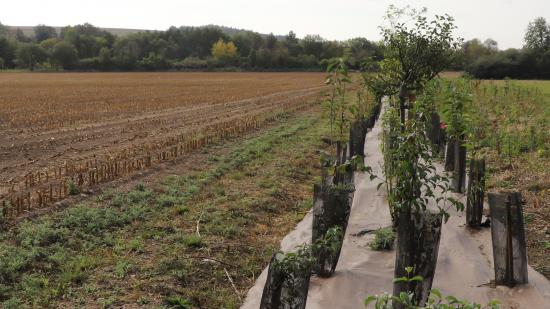 L’agroforesterie associe la plantation d’arbres aux cultures ou à l’élevage - Crédit photo Région Bourgogne-Franche-Comté