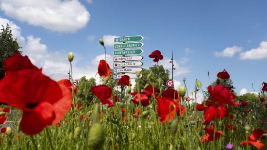 Coquelicot Place du Maréchal Leclerc à Besançon (25) - Photo David_Cesbron