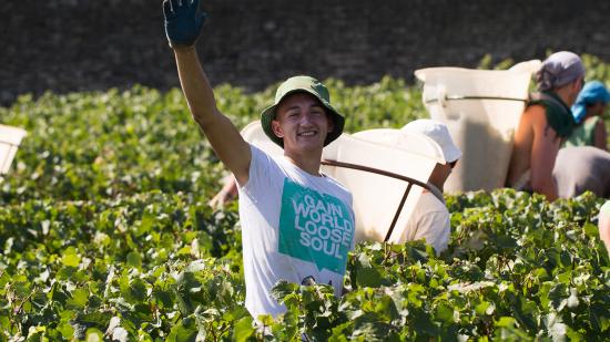 Vendanges à Puligny Montrachet, Olivier Leflaive - Photo DR