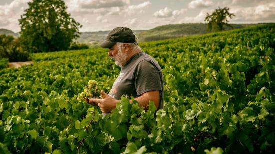 Vigneron de la colline éternelle, à Saint-Père-sous-Vézelay (89) - DR